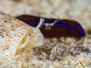 The Race
Snail, Skeleton Shrimp and Velvet Nudibranch at... by Jan Morton 